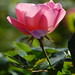 Lacy Rose Photo 35