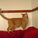 Charles Sorrels Photo 11