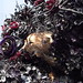 Janet Borden Photo 27