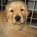Thomas Kennel Photo 21
