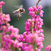 Erica Bee Photo 31