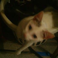Paula Crowder Photo 2