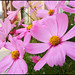 Gloria Flowers Photo 34