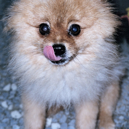 Bobby Wang Photo 14