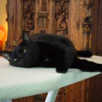 Donna Waldron Photo 7