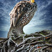 Peter Root Photo 31