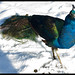 Peter Peacock Photo 27
