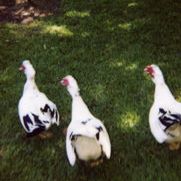 Stephen Hermann Photo 7
