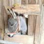 Dottie Brooks Photo 16