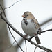 Michael Sparrow Photo 35
