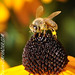 Eric Bees Photo 11