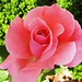 Else Rose Photo 14