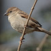 Michael Sparrow Photo 38