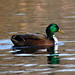 Stephen Mallard Photo 27