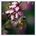 Erica Bee Photo 27