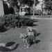 Ginger King Photo 42