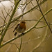 Robin Royal Photo 38