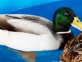 E Mallard Photo 4