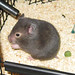 Agnes Chow Photo 30
