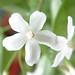 Jasmine Small Photo 40