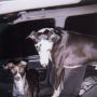 Tracy Montgomery Photo 27