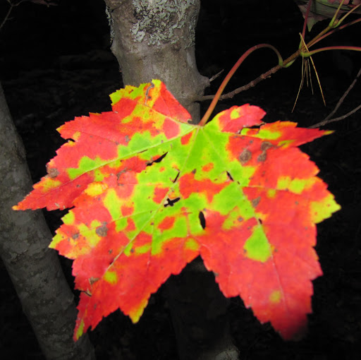Diane Atwood Photo 9