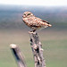Ken Burrows Photo 35