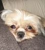 Sherry Beauchamp Photo 21