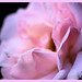 Samantha Rosa Photo 34