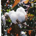 Dean Cotton Photo 29