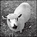 Archie Lamb Photo 18
