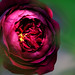 Rose Prince Photo 49