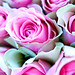 Rose Albert Photo 42