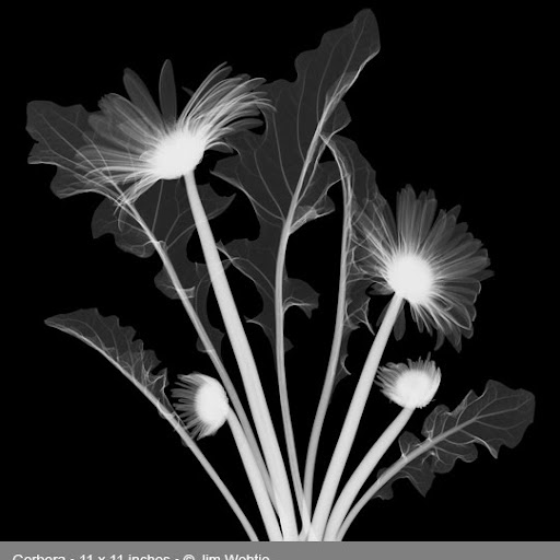 Alice Benner Photo 3