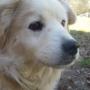 Ginger Sherman Photo 19