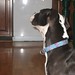 Bobby Bull Photo 35