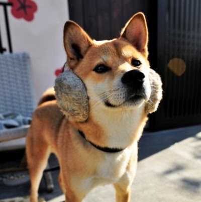 Wan Chan Photo 15