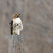 Morgan Hawk Photo 25