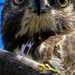 Edward Hawk Photo 29