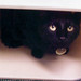 Julie Frisch Photo 24