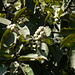 Ching Pan Photo 20