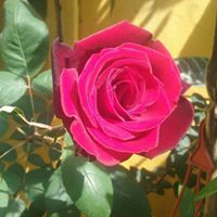 Rosa Barra Photo 6