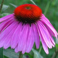 Suzanne Rousseau Photo 3