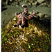 Ray Carrillo Photo 34