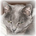 Bonnie Blue Photo 41