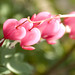Flora Hart Photo 13