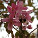 Sharon Shear Photo 18