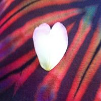 Alice Rothwell Photo 1