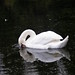 Glen Swan Photo 29