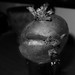 Janice Black Photo 39
